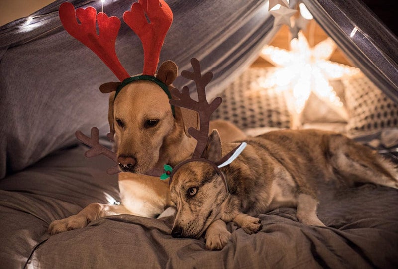BWOGUE Dog Christmas Elk Reindeer Antlers Headbands Set Pet Christmas Costume Accessories Headwear for Medium Large Dogs - Image 4